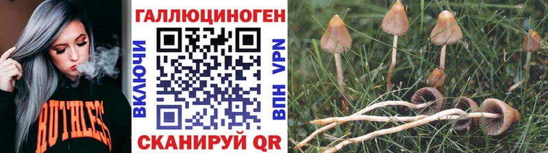 Купить Андреаполь Псилоцибиновые грибы мухоморы